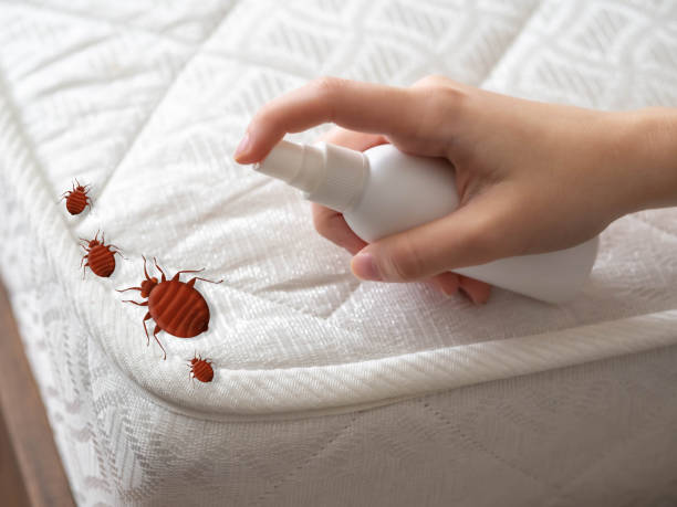 Best Affordable Pest Control Services  in Northwoods, MO