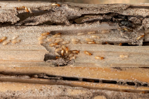 Best Pest Prevention Services  in Northwoods, MO